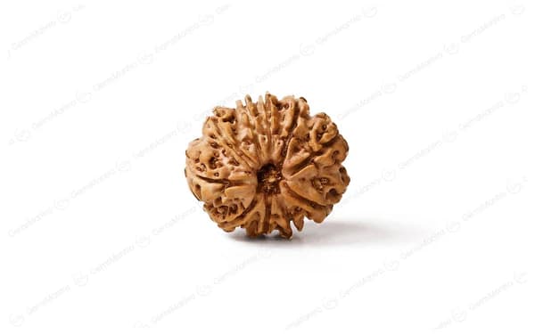 10 Mukhi Rudraksha