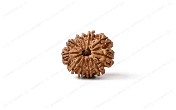 11 Mukhi Rudraksha