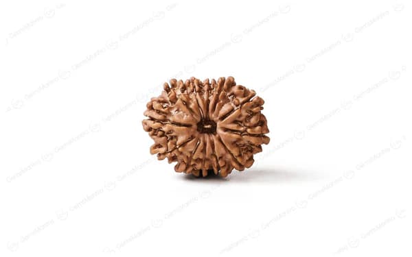 12 Mukhi Rudraksha