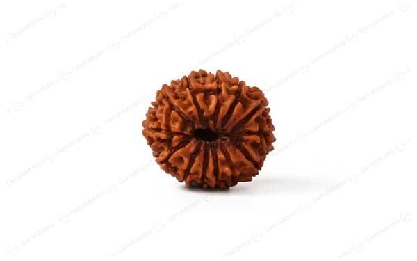 13 Mukhi Rudraksha