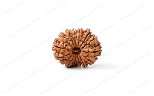 14 Mukhi Rudraksha