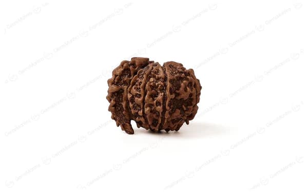 1 Mukhi Rudraksha