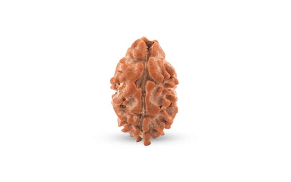 2 Mukhi Rudraksha