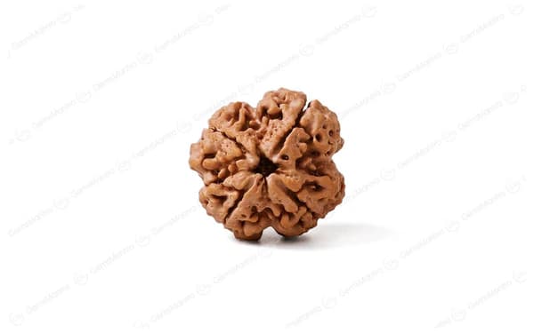 4 Mukhi Rudraksha