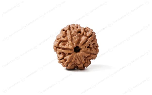 6 Mukhi Rudraksha