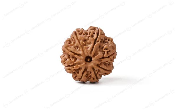 8 Mukhi Rudraksha