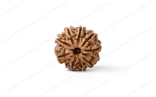 9 Mukhi Rudraksha