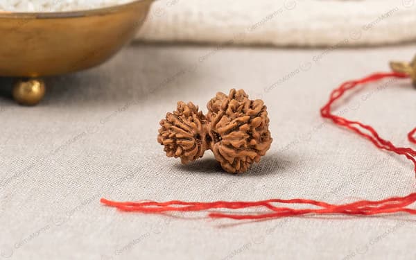Gauri Shankar Rudraksha