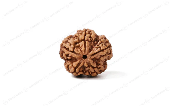 5 Mukhi Rudraksha
