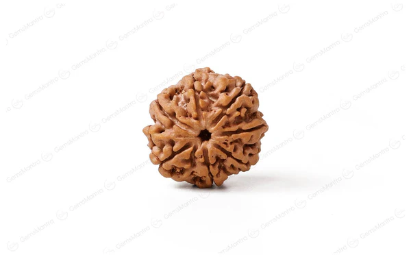 7 Mukhi Rudraksha